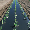 Película protectora de polietileno, rollos de película protectora para cultivos agrícolas de Color negro Ldpe de plástico agrícola para hortalizas