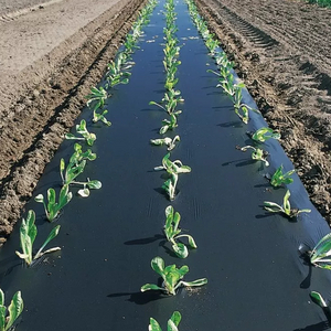 Película protectora de polietileno, rollos de película protectora para cultivos agrícolas de Color negro Ldpe de plástico agrícola para hortalizas