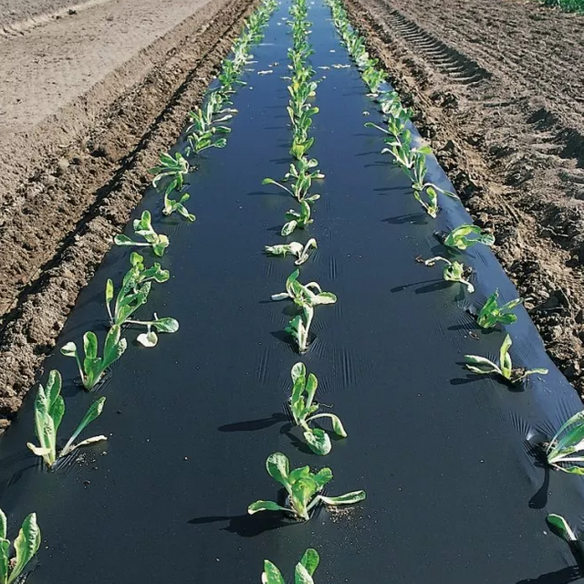 Película protectora de polietileno, rollos de película protectora para cultivos agrícolas de Color negro Ldpe de plástico agrícola para hortalizas
