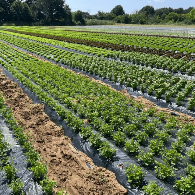 Película de PE Mulch