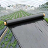 Película plástica biodegradable negra del mantillo del moldeo por insuflación de aire comprimido para las verduras de la agricultura