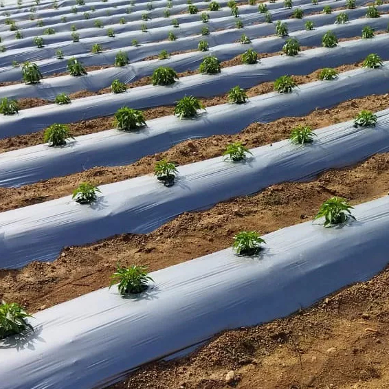 Película de mantillo negro de LDPE Película de mantillo para suelo agrícola Cubierta de plástico Mantillo de plástico de China Ondustries