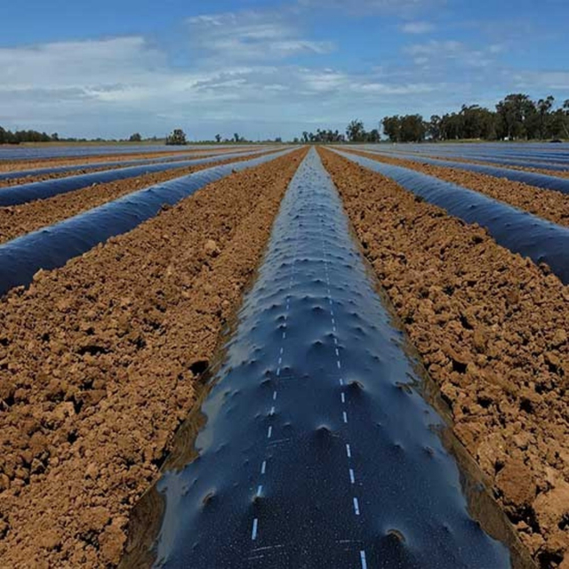 Agricultura de pel&iacute;cula pl&aacute;stica de mantillo
