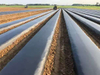 Hojas protectoras de película plástica de 30 micrones para plantación agrícola de piña