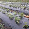 Hojas de acolchado negro y plateado Película de acolchado de plástico agrícola