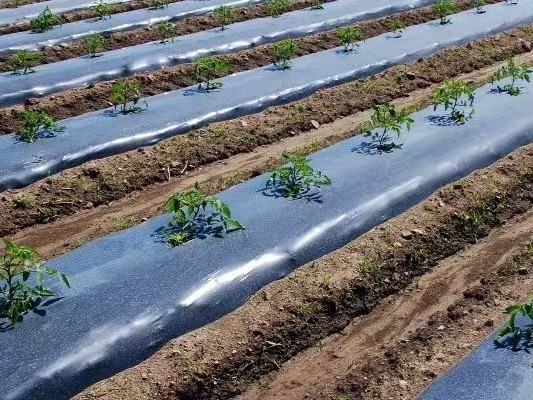 Película de mantillo