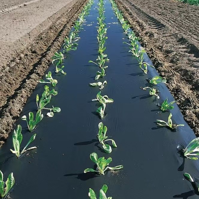 Hoja de mantillo para agricultura