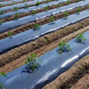 Película protectora de polietileno, rollos de película protectora para cultivos agrícolas de Color negro Ldpe de plástico agrícola para hortalizas